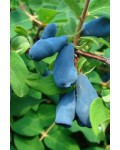 Жимолость їстівна Блакитне Веретено | Lonicera edible Gоluboe Vereteno | Жимолость съедобная Голубое Веретено